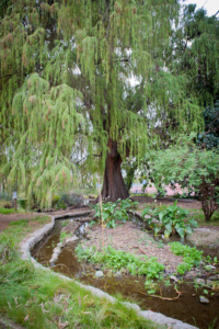 A mature Mexican Cypress tree rises above a section of the Kuruvungna Sacred springs.