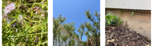 A triptych includes three garden images; a ladybug crawling on long light green leaves of coyote mint, the top branches of a desert willow with purple blooms and a bright green chrysalis hanging from the baseboard above a building's foundation.