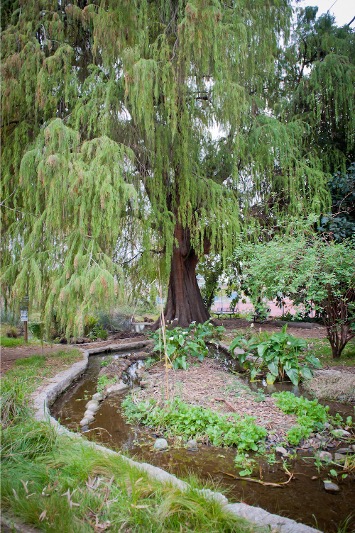 A Mexican cypress planted more than 150 years ago at the Kuruvungna Sacred Springs | Photo: Lesly Hall